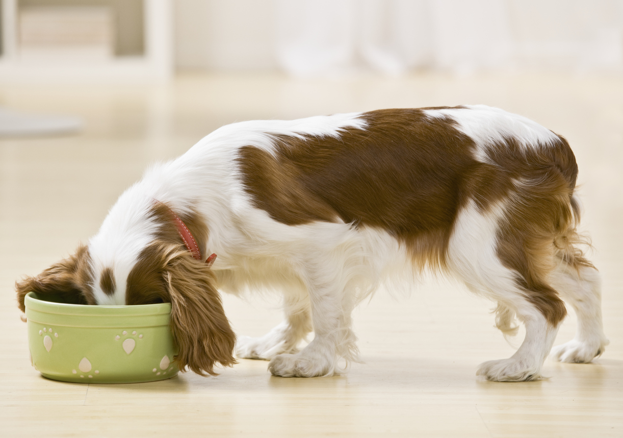 Multiple Brands Of Dog Food Recalled Jan-Feb